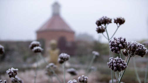 Frosty flora at Felbrigg Hall, Gardens and Estate, Norfolk.